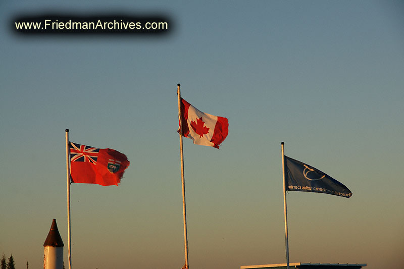 flag,country,nationality,pride,canada,UK,maple leaf,polar bear,wildlife,environment,global warming,arctic,bear,polar,no snow,cute,white,northern,