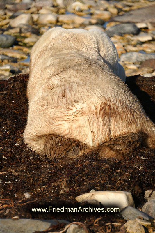 polar bear,wildlife,environment,global warming,arctic,bear,polar,no snow,cute,white,northern,