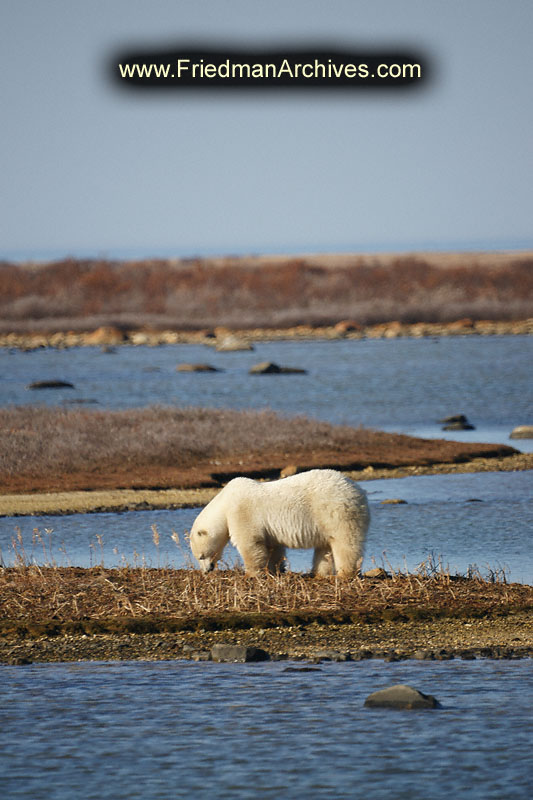 polar bear,wildlife,environment,global warming,arctic,bear,polar,no snow,cute,white,northern,