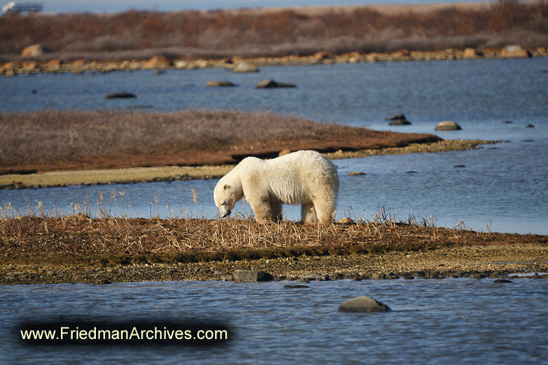 polar bear,wildlife,environment,global warming,arctic,bear,polar,no snow,cute,white,northern,