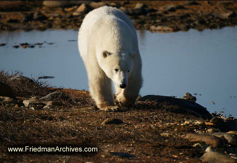 polar bear,wildlife,environment,global warming,arctic,bear,polar,no snow,cute,white,northern,