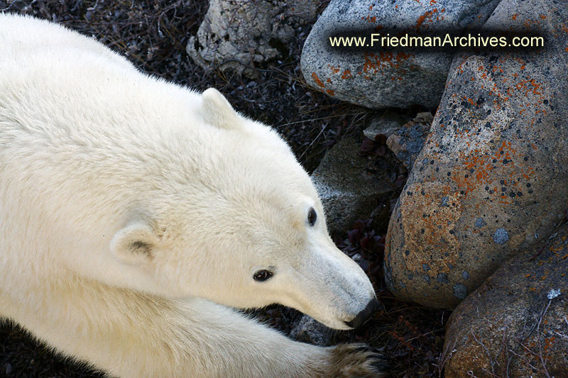 polar bear,wildlife,environment,global warming,arctic,bear,polar,no snow,cute,white,northern,