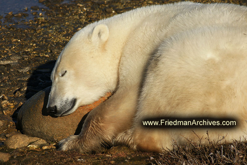 polar bear,wildlife,environment,global warming,arctic,bear,polar,no snow,cute,white,northern,