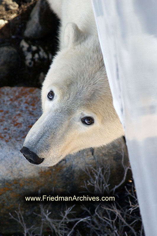 polar bear,wildlife,environment,global warming,arctic,bear,polar,no snow,cute,white,northern,