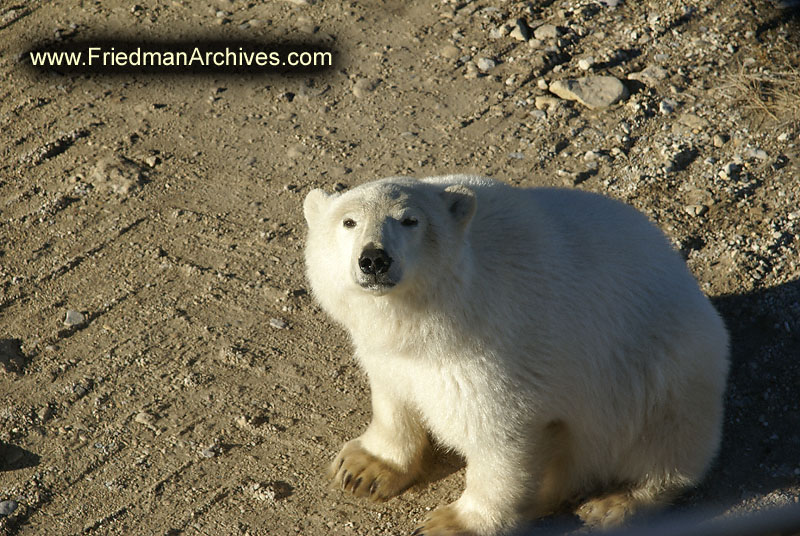 polar bear,wildlife,environment,global warming,arctic,bear,polar,no snow,cute,white,northern,