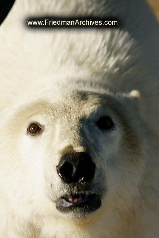 begging,beg,pup,cute,puppy,dog,polar bear,wildlife,environment,global warming,arctic,bear,polar,no snow,cute,white,northern,