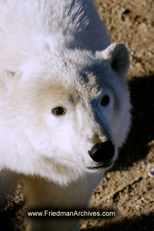 polar bear,wildlife,environment,global warming,arctic,bear,polar,no snow,cute,white,northern,