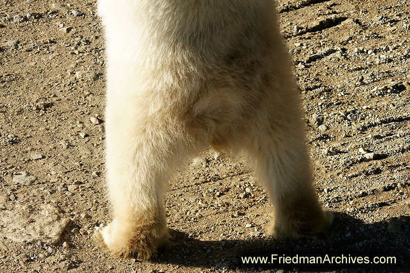 polar bear,wildlife,environment,global warming,arctic,bear,polar,no snow,cute,white,northern,