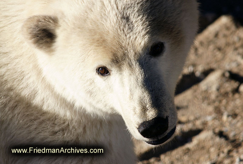 polar bear,wildlife,environment,global warming,arctic,bear,polar,no snow,cute,white,northern,