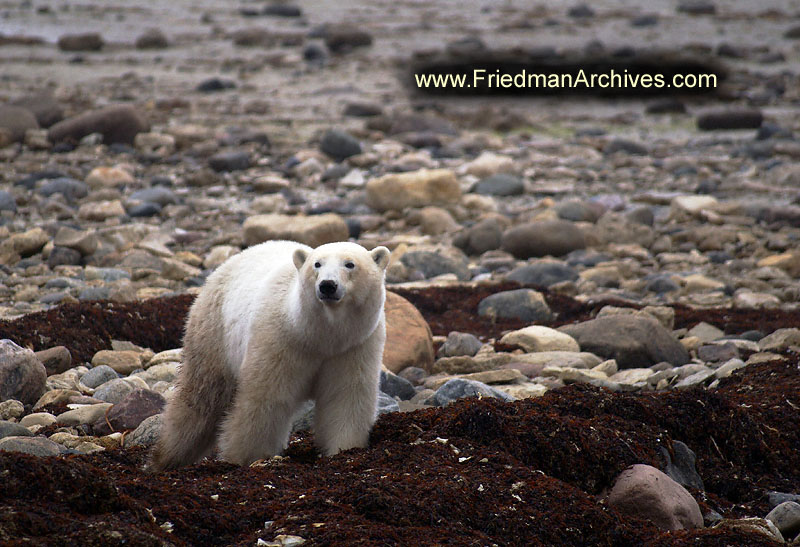 polar bear,wildlife,environment,global warming,arctic,bear,polar,no snow,cute,white,northern,