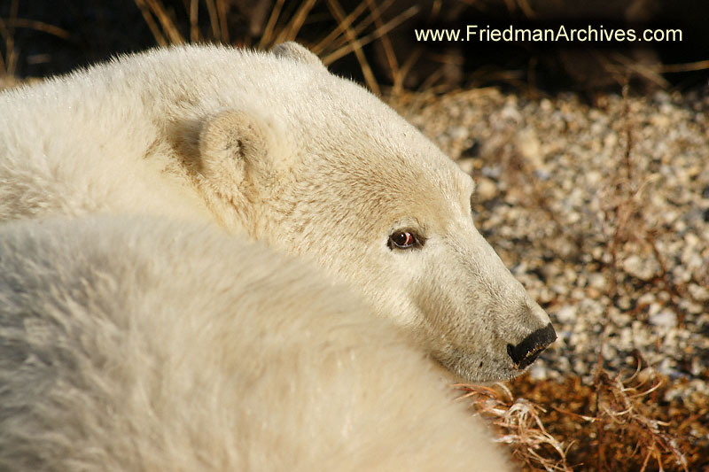 polar bear,wildlife,environment,global warming,arctic,bear,polar,no snow,cute,white,northern,