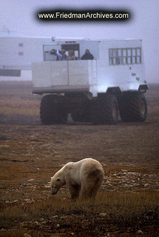 polar bear,wildlife,environment,global warming,arctic,bear,polar,no snow,cute,white,northern,