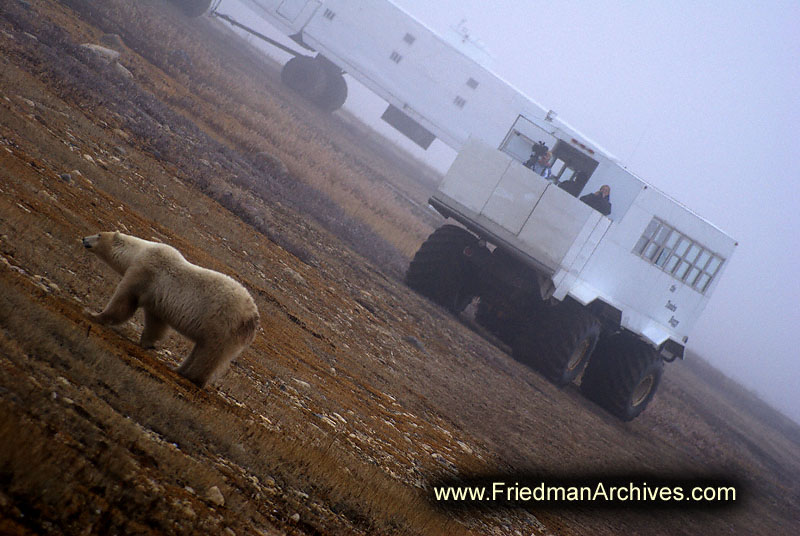 polar bear,wildlife,environment,global warming,arctic,bear,polar,no snow,cute,white,northern,