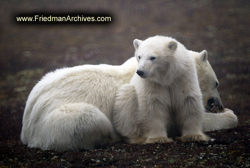 polar bear,wildlife,environment,global warming,arctic,bear,polar,no snow,cute,white,northern,