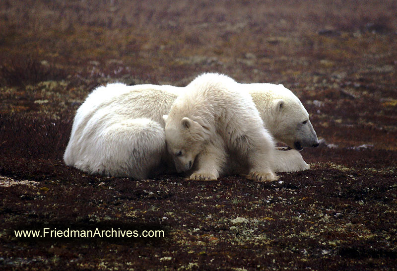 polar bear,wildlife,environment,global warming,arctic,bear,polar,no snow,cute,white,northern,