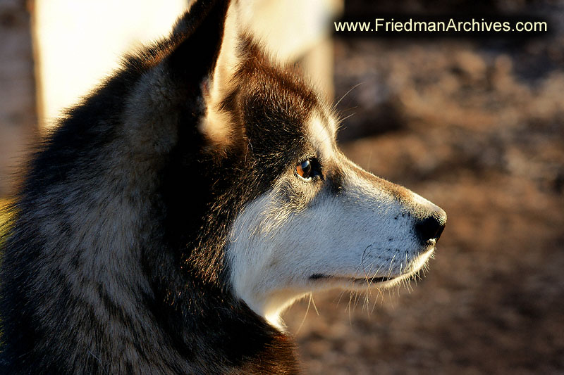 dog,wildlife,environment,global warming,arctic,bear,polar,no snow,cute,white,northern,