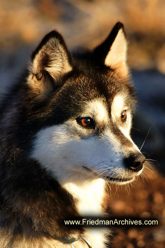 sled,dog,mush,wildlife,environment,global warming,arctic,bear,polar,no snow,cute,white,northern,