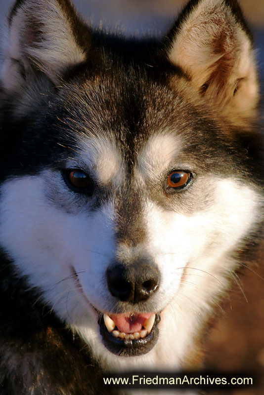 dog,mush,sled,wildlife,environment,global warming,arctic,bear,polar,no snow,cute,white,northern,