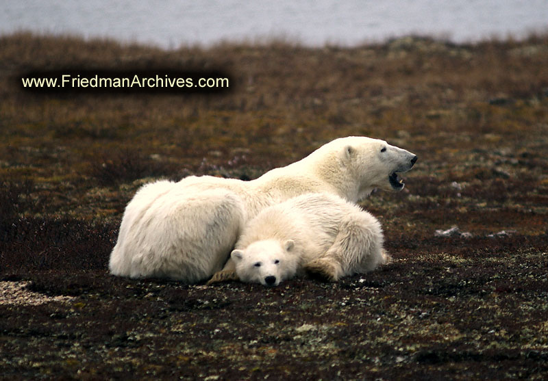 polar bear,wildlife,environment,global warming,arctic,bear,polar,no snow,cute,white,northern,