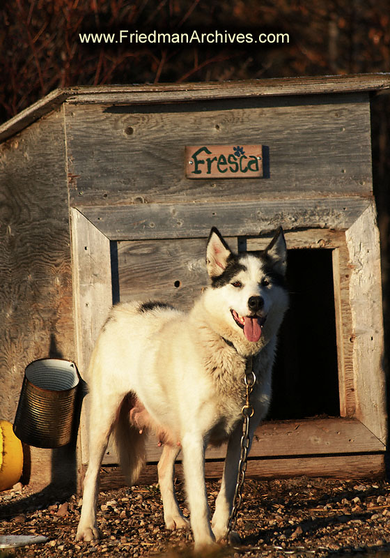 dog,sled,wildlife,environment,global warming,arctic,bear,polar,no snow,cute,white,northern,