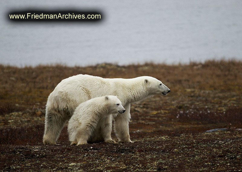 polar bear,wildlife,environment,global warming,arctic,bear,polar,no snow,cute,white,northern,