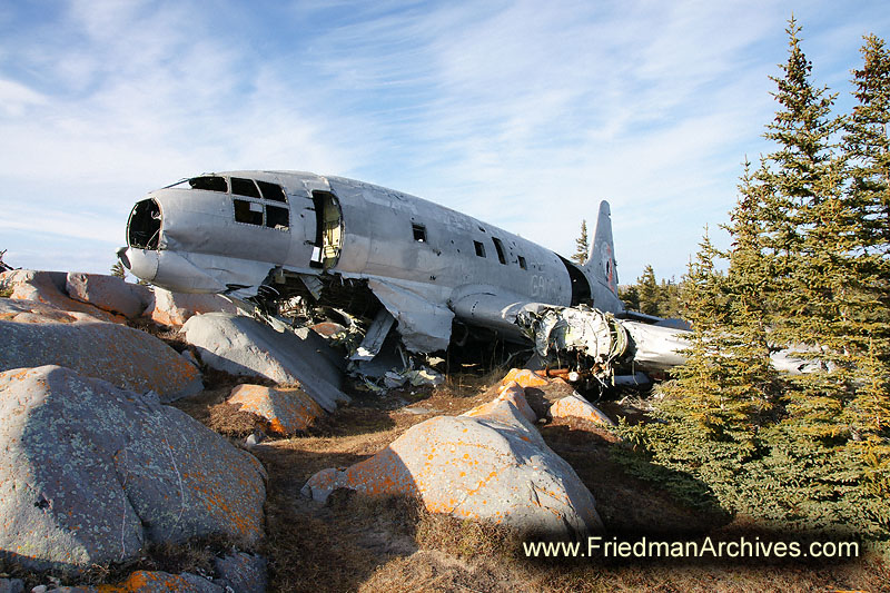 aviation,safety,wrekage,arctic,bear,polar,no snow,cute,white,northern,