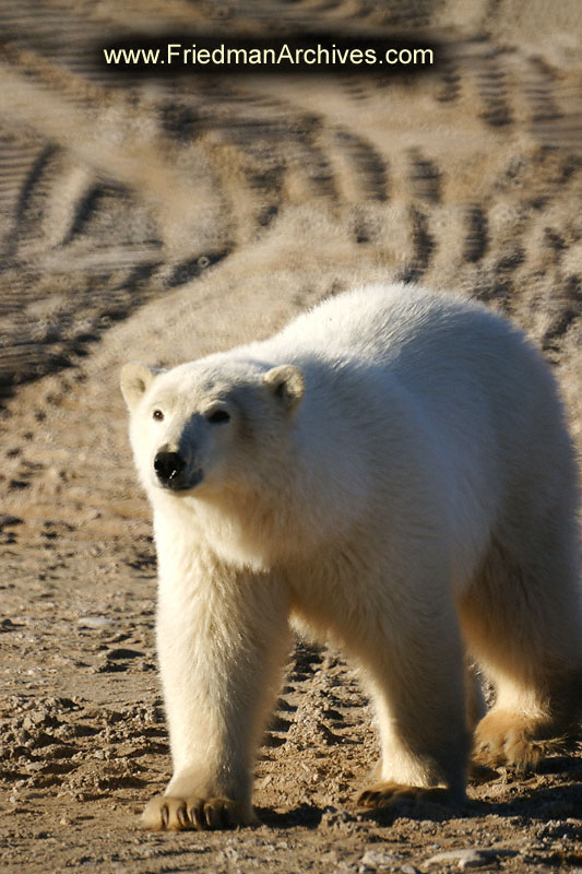 polar bear,wildlife,environment,global warming,arctic,bear,polar,no snow,cute,white,northern,