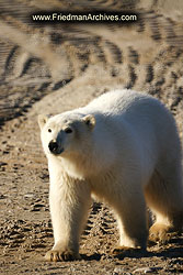 Polar Bear 1 300 dpi DSC01547