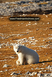 Polar Bear 2 300 dpi DSC01521