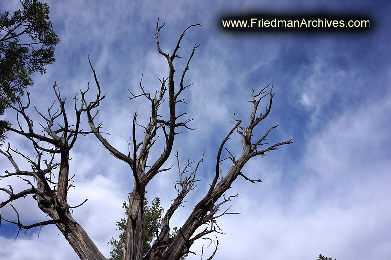 leafless,branches,blue,sky,clouds,desert,new age,crystals,southwest,Sedona,red rocks,canyon