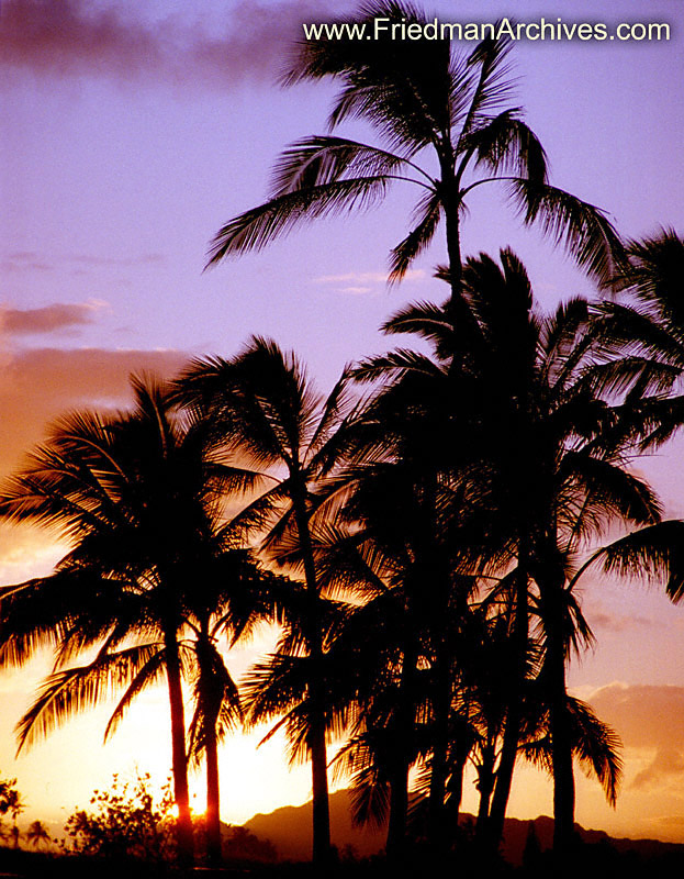 Palms