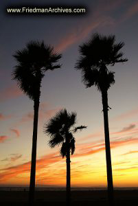 Palm Silhouettes Against Sunset