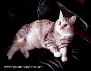 Animals Gallery Cat Portrait
