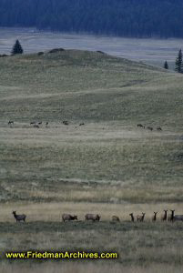 Animals on the Plains