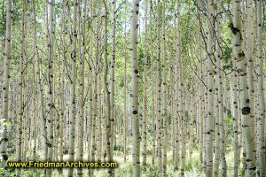 Aspen Trees