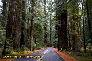 Avenue of the Giants