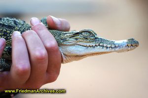 Baby Croc