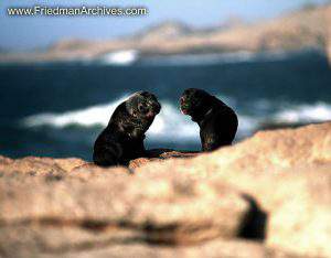 Baby Seals