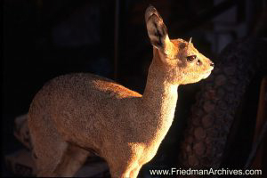 Klipspringer