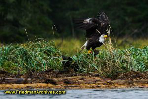 Bald Eagle Flying