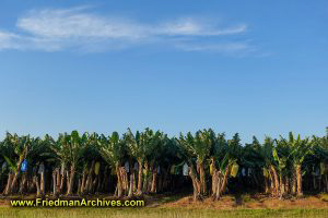 Banana Trees