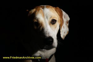 Beagle Portrait