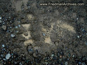 Bear Paw Print