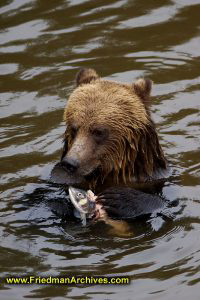 Bear eating fish vertical