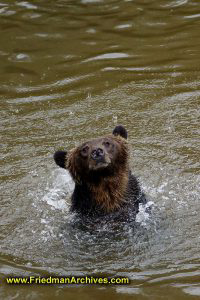 Bear in water in rain