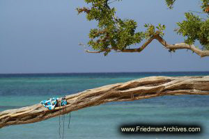 Bikini on Tree