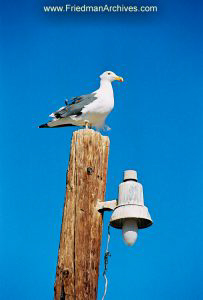 Bird on Post