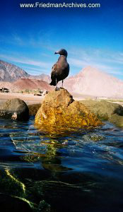 Bird on Rock
