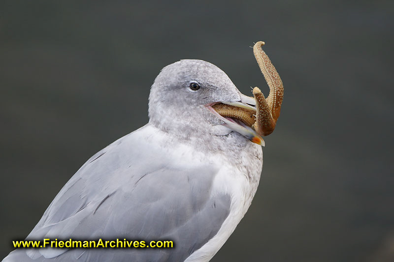 Bird with Starfish