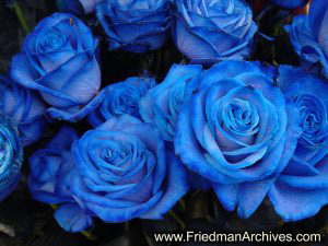 Blue Roses